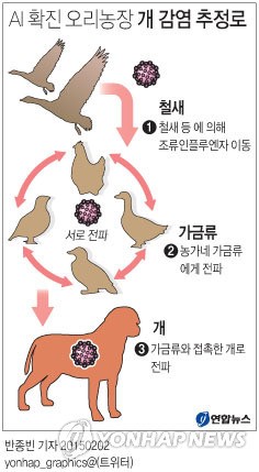 <그래픽> AI 확진 오리농장 개 감염 추정로