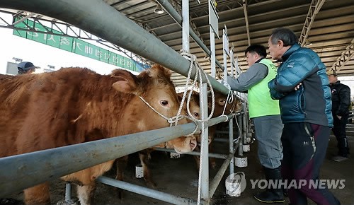 경북, 구제역 위험 7개 시군·AI 위험 13개 시군