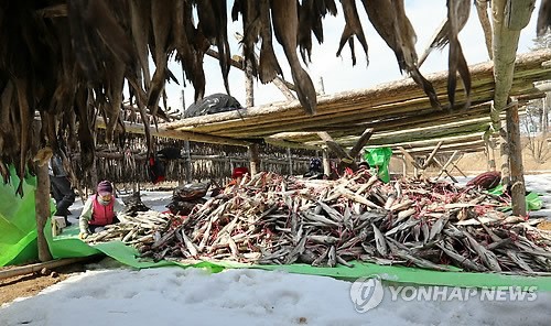 황태 출하 바쁜 손길