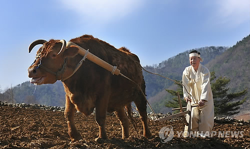 소 밭갈이하는 정선 군수