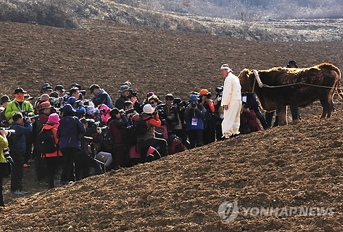 동강 문화예술제 소 밭갈이 눈길