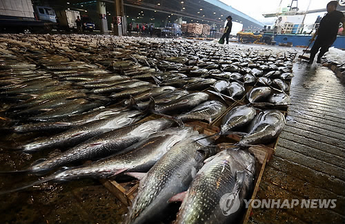 참다랑어 350t 위판…부산공동어시장 사상 최대 물량