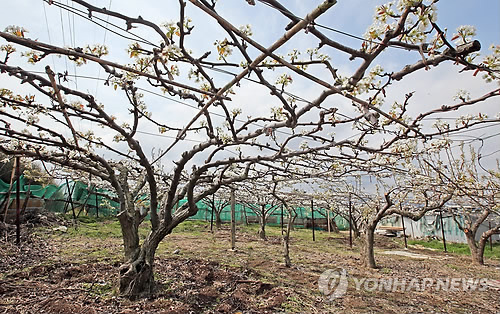 울산 배 과수원 급감…공단확대·가격폭락 원인