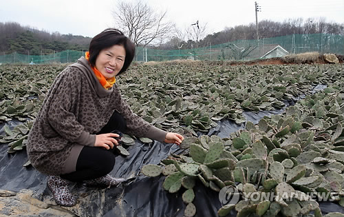 천년초로 억대 매출 올리는 50代 여성 농부