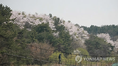 주말에 가볼 만한 곳:벚꽃 아래 힐링캠프