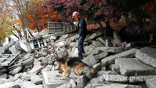 최고 등급 부산 119 인명 구조견 세중