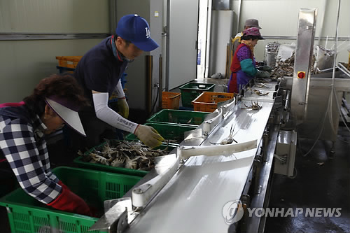 진도 꽃게 풍어