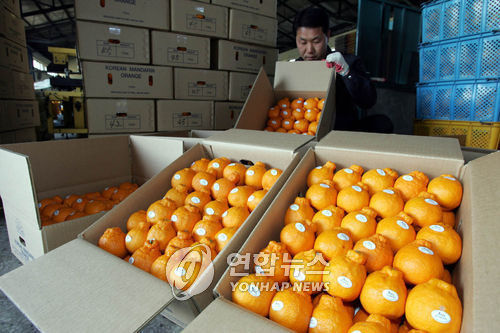 제주한라봉 지리적 표시 품목 된다…특산품 육성