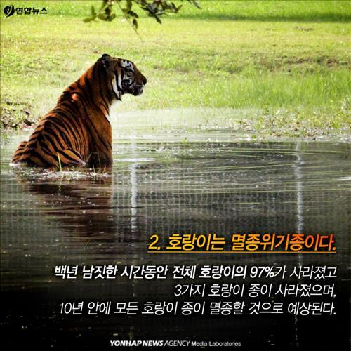 <카드뉴스> 호랑이에 대해 아시나요?