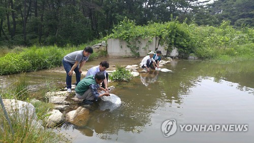 <카메라뉴스> 잘 자라렴…토종붕어 방류
