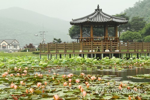 경남고성군 상리연꽃공원 연꽃 꽃망울 터뜨려…다음달 활짝