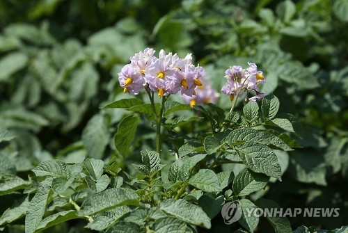 활짝 핀 대관령의 감자꽃
