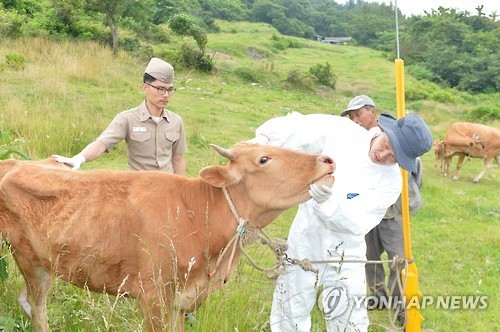 한우 건강상태 확인하는 김단일 교수