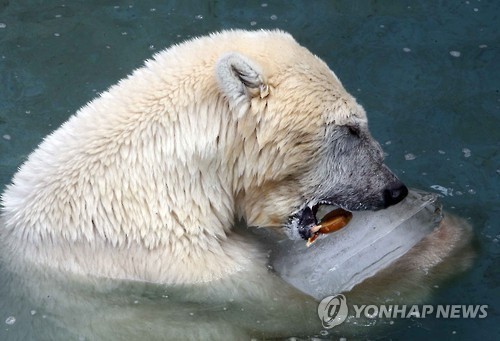시원한 얼음과자