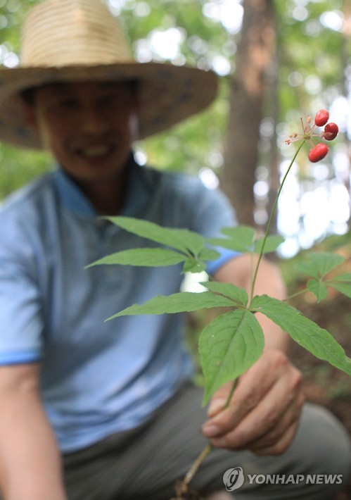 이게 바로 산양삼