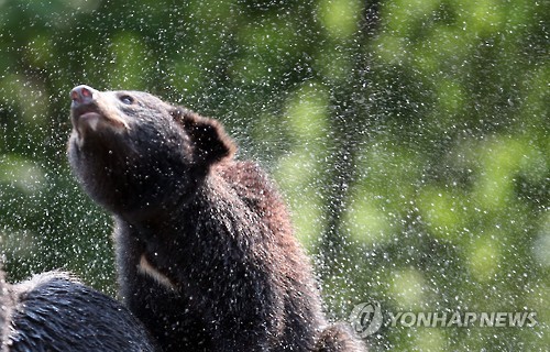 반달가슴곰, 덥다 더워