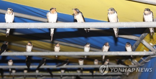 <카메라뉴스> 옥천 슈퍼마켓에 제비 수 백마리 둥지