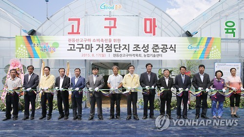 천등산 고구마 충주 산척면에 고구마 거점단지