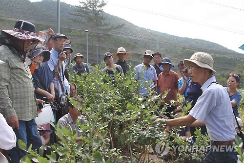 블루베리 재배는 이렇게 고성군, 일본 전문가 초청 현장교육