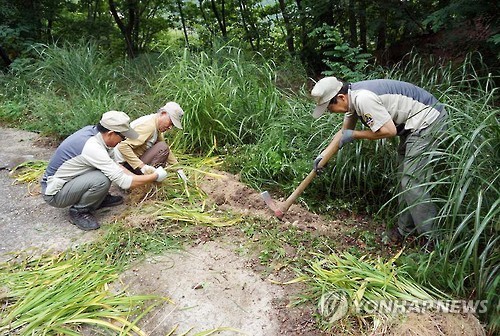 계룡산을 원추리 천국으로