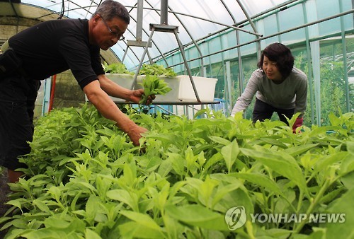 <카메라뉴스> 장수 채소 명월초 수확 한창
