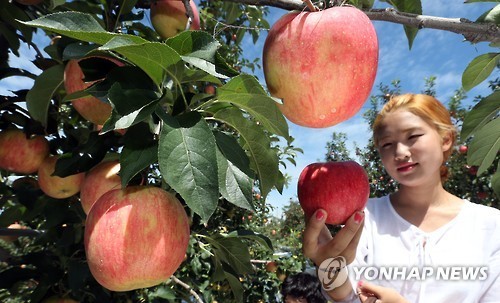 사과가 익어가는 계절
