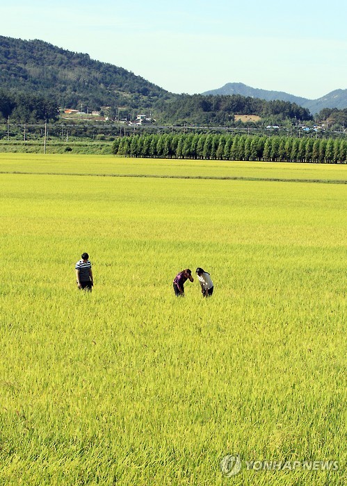황금 들녘