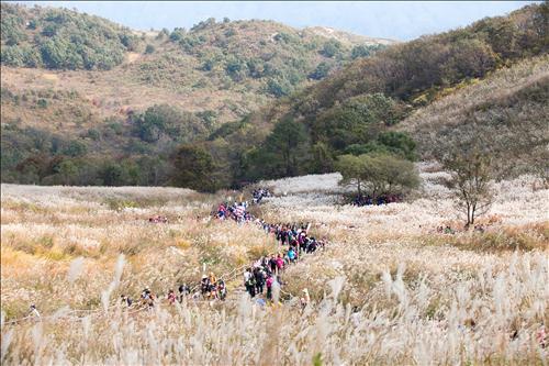은빛물결 포천 명성산 억새축제 개막…행사도 풍성