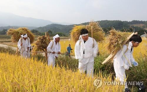 올해 벼농사는 풍년일세