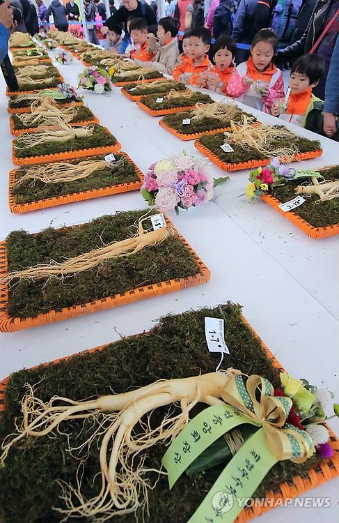 고려인삼 명맥 잇는다…17일부터 임진각서 인삼축제