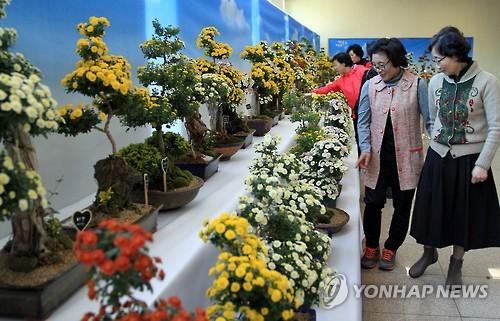 남원 광한루원에 국화 분재 보러오세요