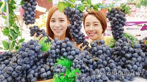 영천 머루포도 전국 직판행사로 25억원 어치 판매
