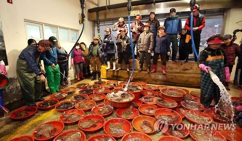 올해 첫 수산물 경매 나선 중매인들