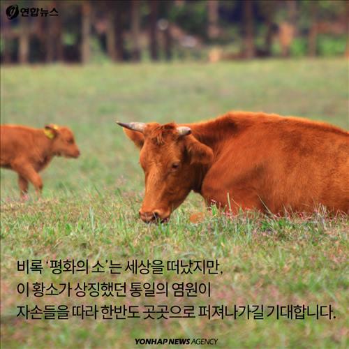 <카드뉴스> 북한에서 떠내려온 황소 이야기