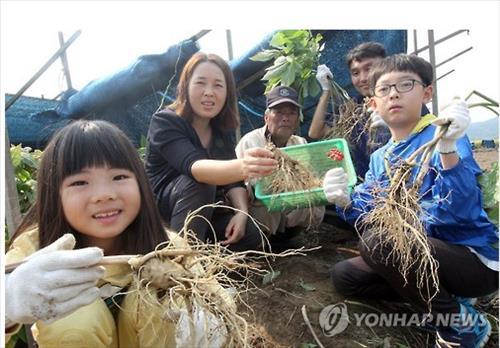금산 인삼약초 명품화 발벗고 나선다…올해 205억원 투입