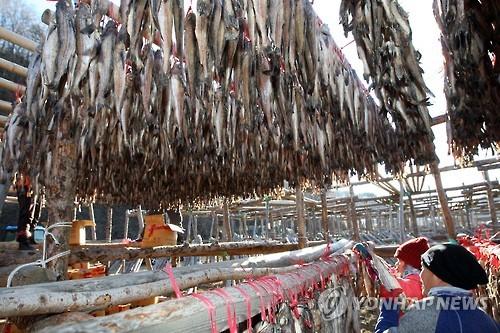 <카메라뉴스> 소한 추위 반갑다…인제 황태덕장 분주