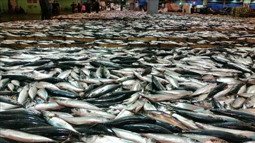 제주 바다에 있어야 할 고등어떼가 아직도 동해에