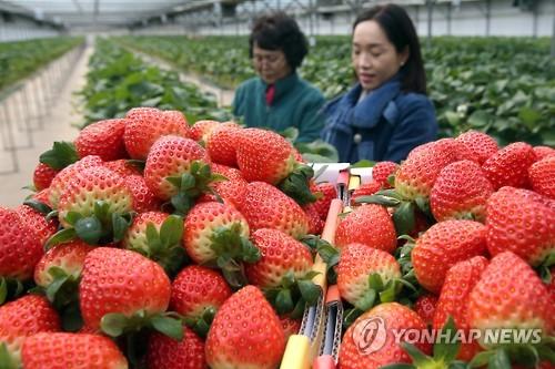 탐스러운 겨울 딸기 수확