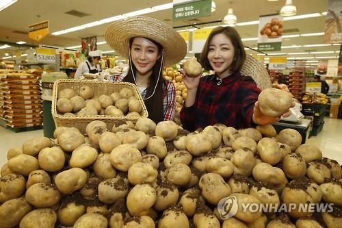 밀양 햇감자 출시