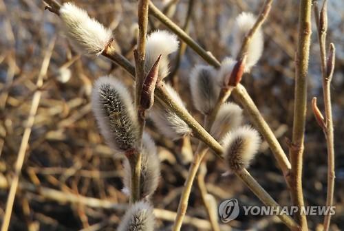 <카메라뉴스> 봄소식 전하는 버들강아지