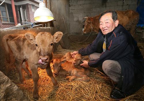 산청서 송아지 세쌍둥이 탄생…극히 드문 일