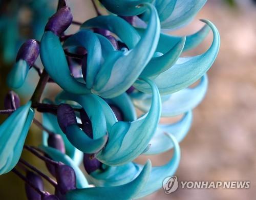 새 발톱 모양의 꽃 제이드 바인
