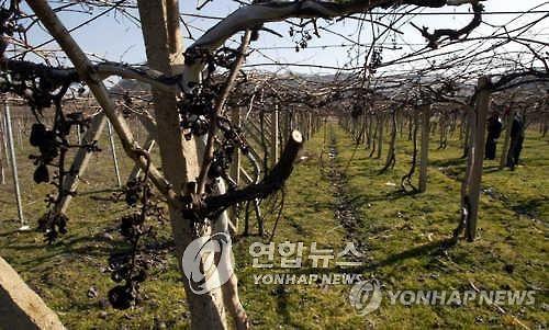 1억 소득 억척도 포기…국내 최대 영동 포도밭이 사라진다