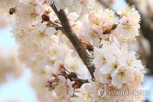 활짝 핀 벚꽃에서 꿀 따는 벌