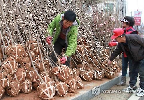 <주말 N 여행> 충청권: 옥천 묘목시장 봄내음 물씬 나무 심기 딱 좋아요