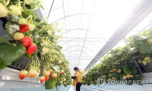 <스마트팜> 미래형 귀농 모델 엘리트 영농