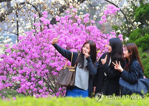 봄 꽃 활짝 건국대 캠퍼스