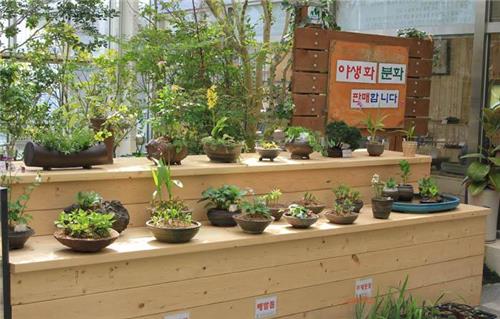 야생화 향기 솔솔 나는 가야산 야생화식물원