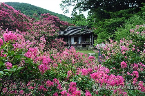 <길따라 멋따라> 진달래 핀 명옥헌원림