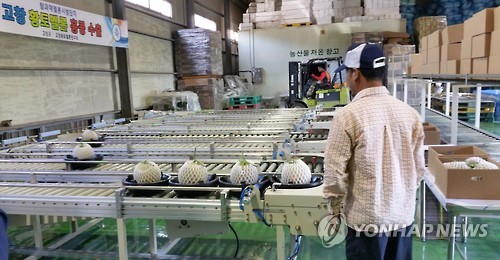 고창군 황토멜론 수출 주력